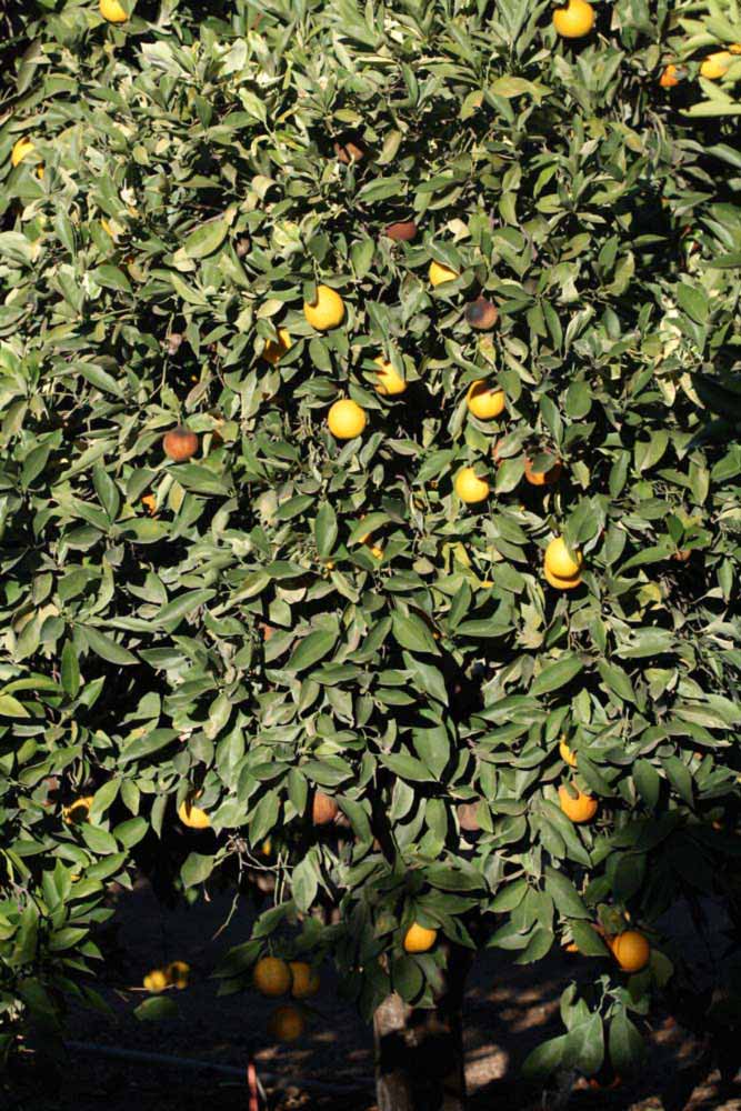            Habit (Riverside, CA)   